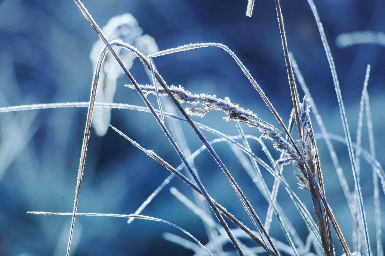 frozen grass