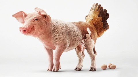 having an international career as an export sales manager can be like being expected to be an eierlegende Wollmilchsau